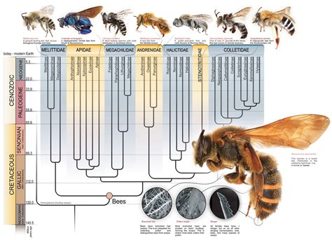 Unraveling the Language of Sierfa Bees: Decoding the Secrets of Madrw Magic